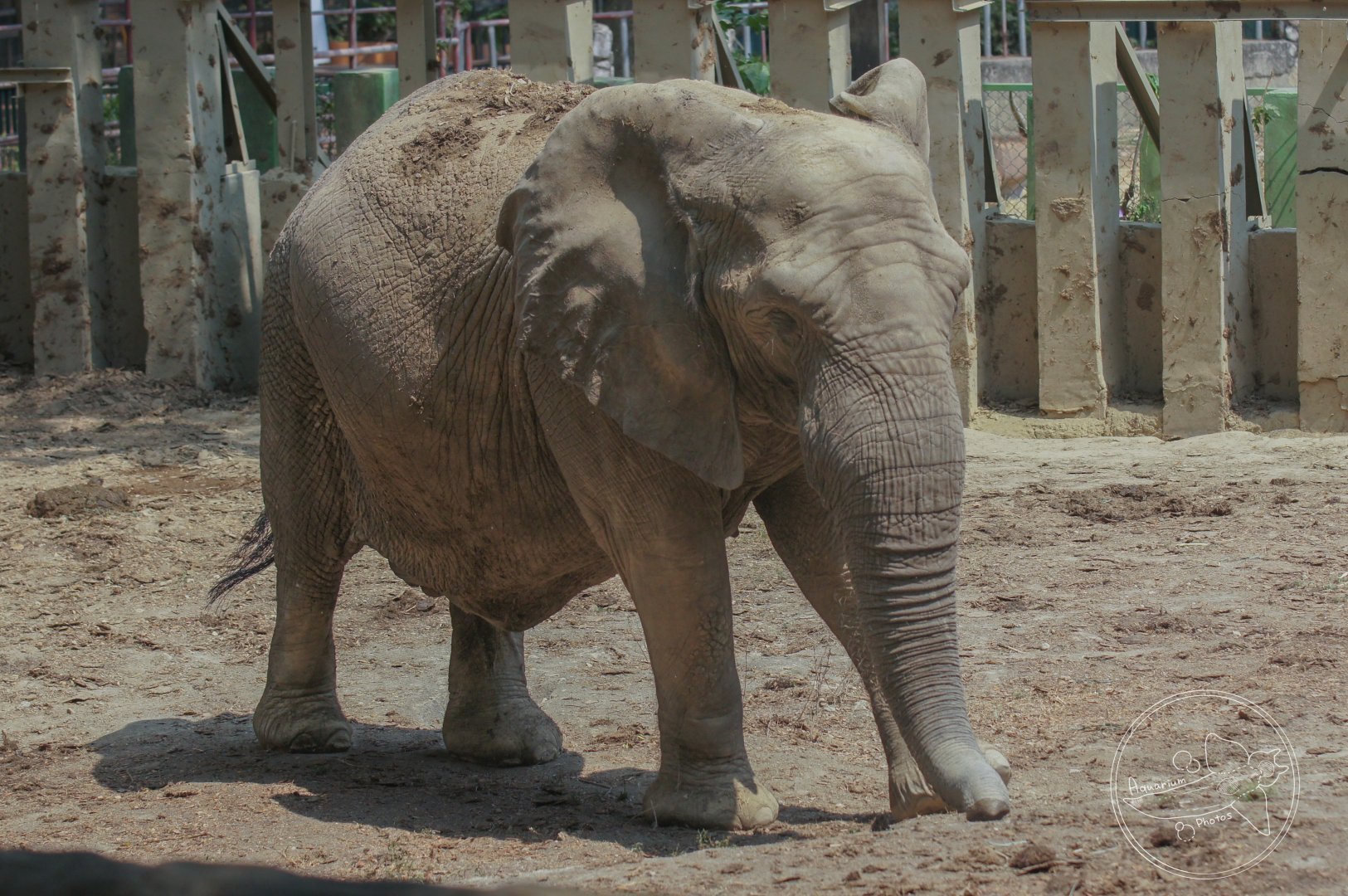 African Bush Elephant (Loxodonta africana)