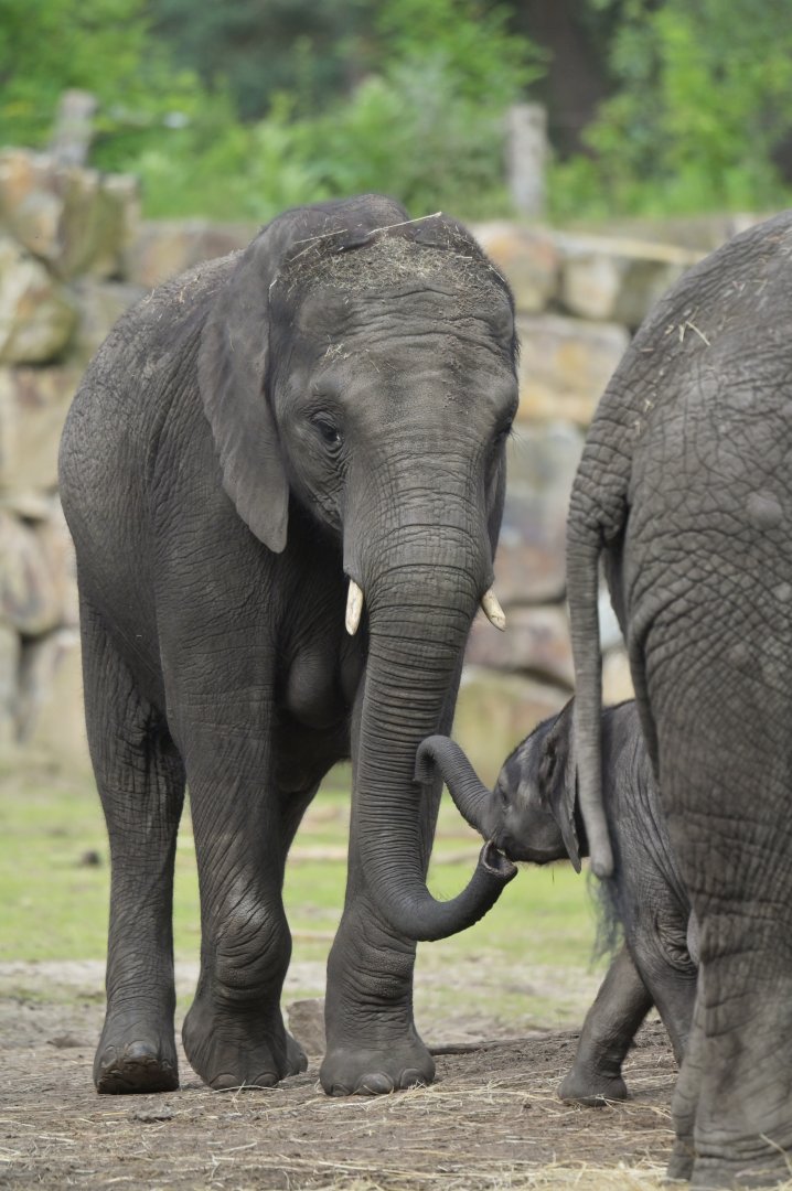 African bush elephant (Loxodonta africana)