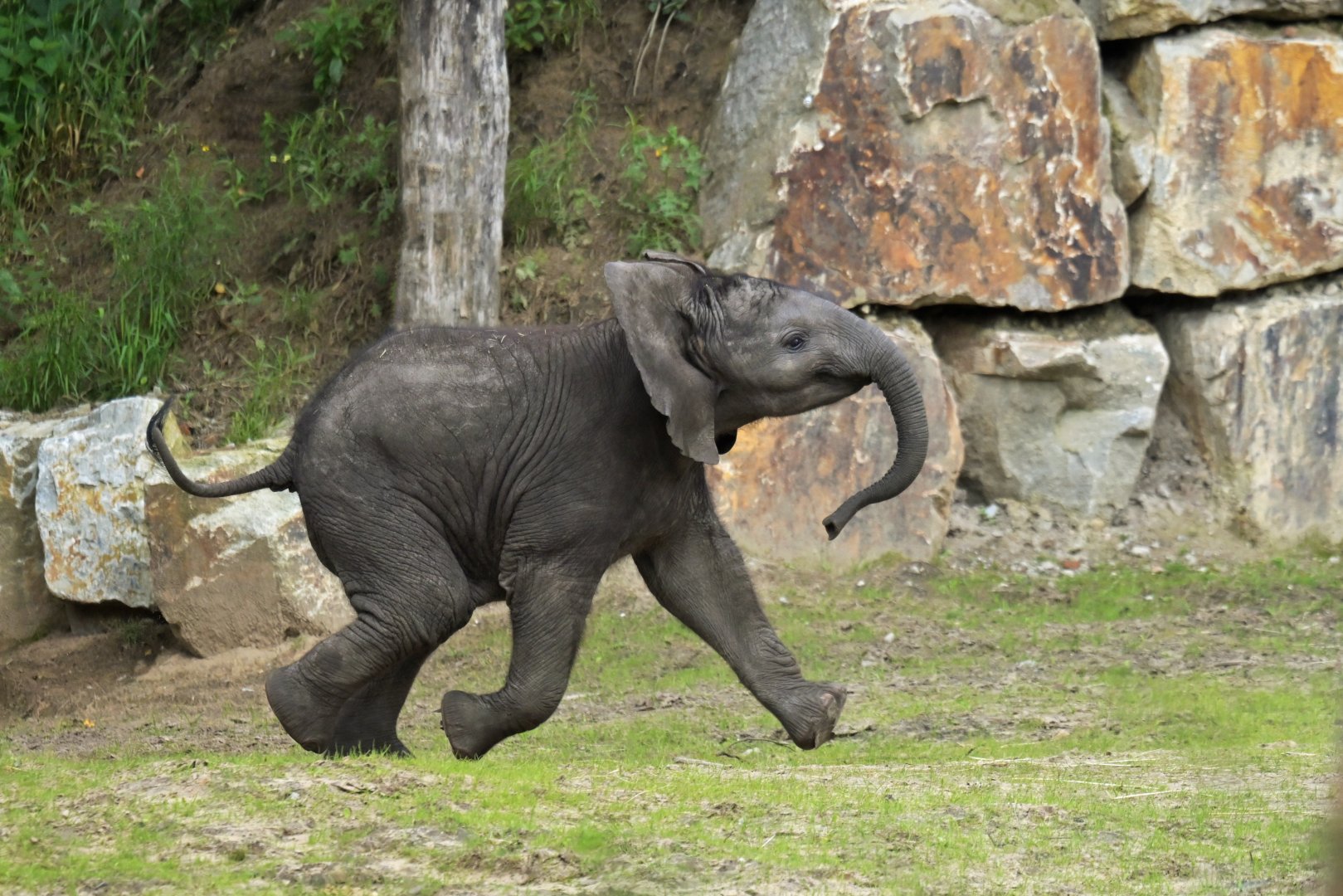 African bush elephant (Loxodonta africana)