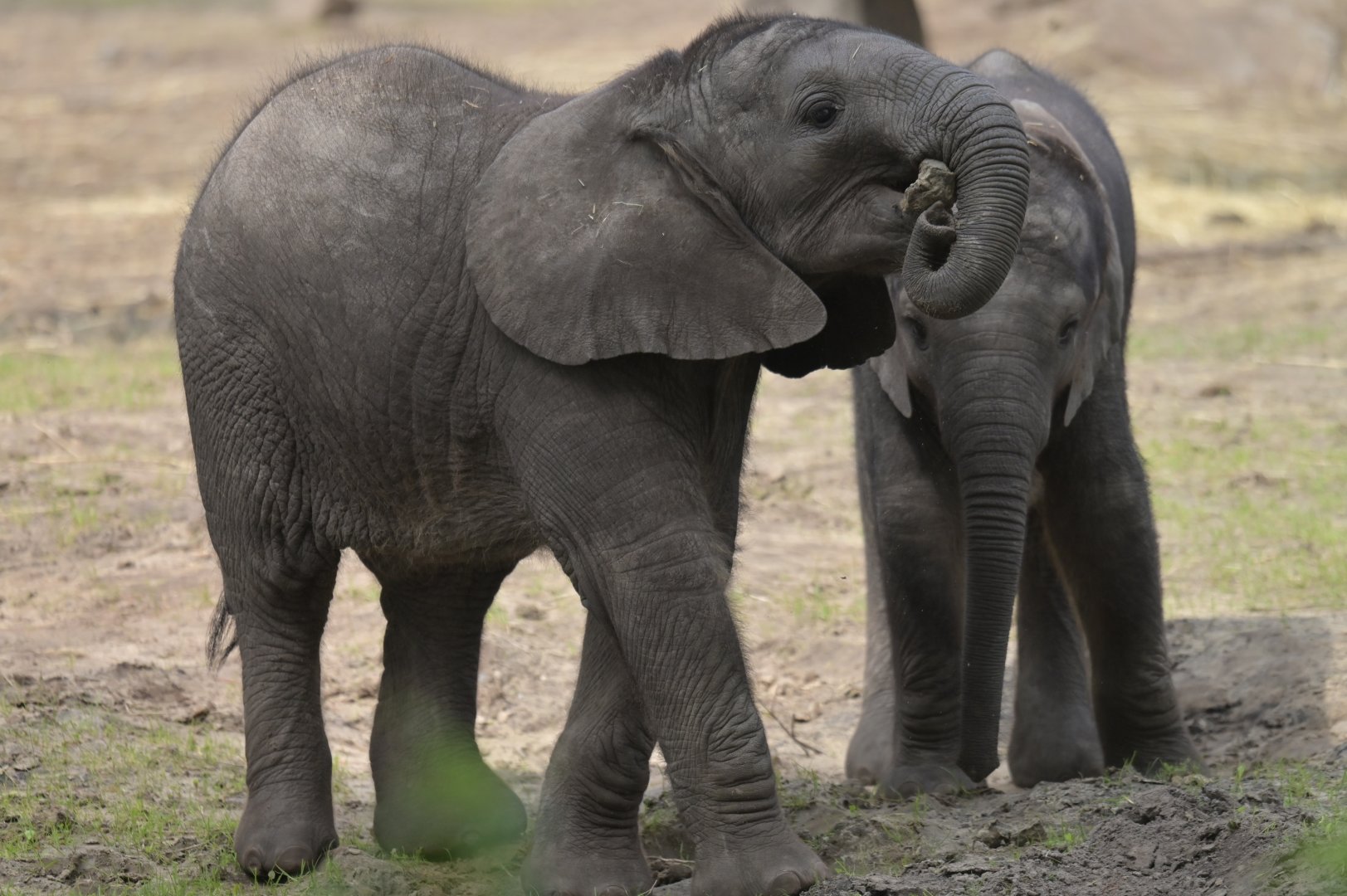 African bush elephant (Loxodonta africana)