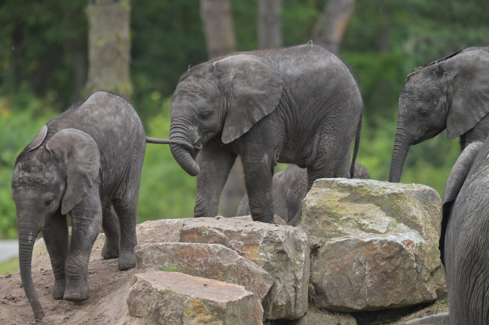 African bush elephant (Loxodonta africana)