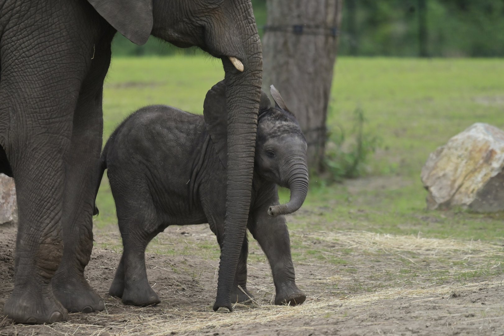African bush elephant (Loxodonta africana)