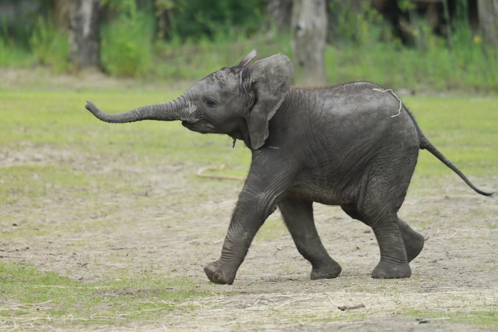 African bush elephant (Loxodonta africana)