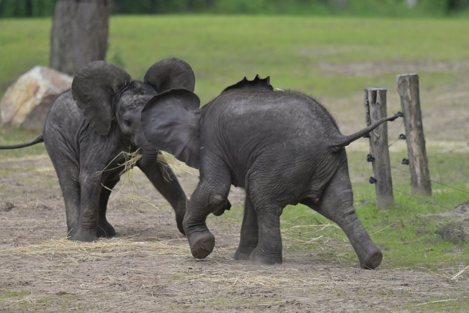 African bush elephant (Loxodonta africana)