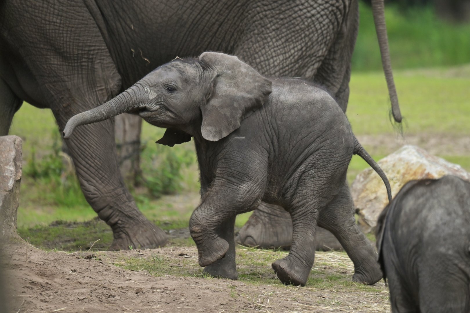 African bush elephant (Loxodonta africana)