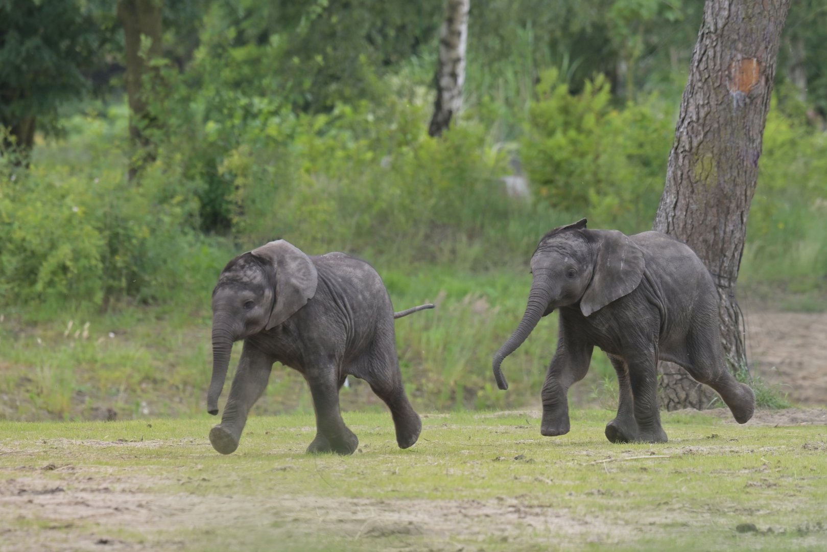 African bush elephant (Loxodonta africana)