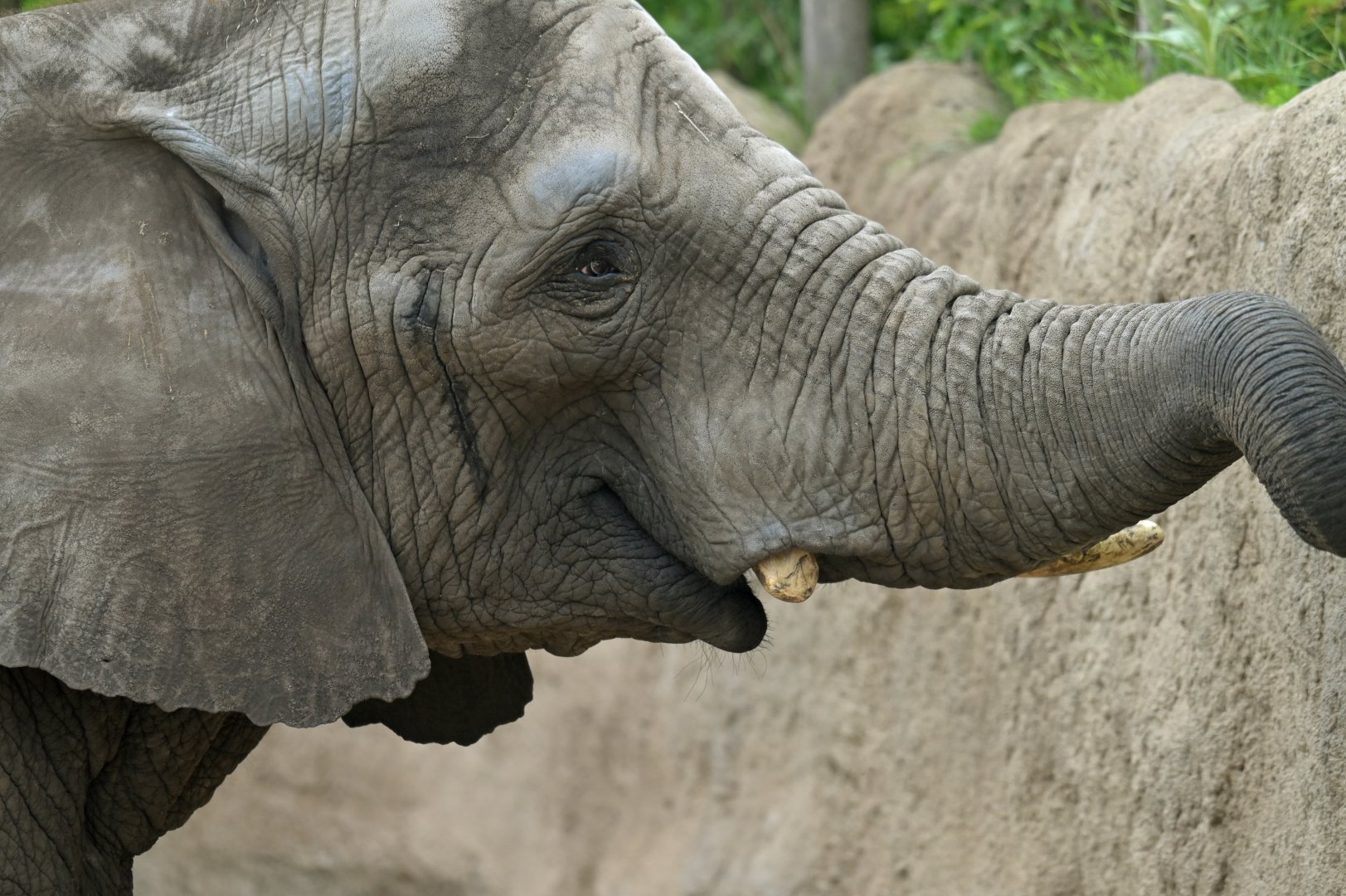 African bush elephant (Loxodonta africana)