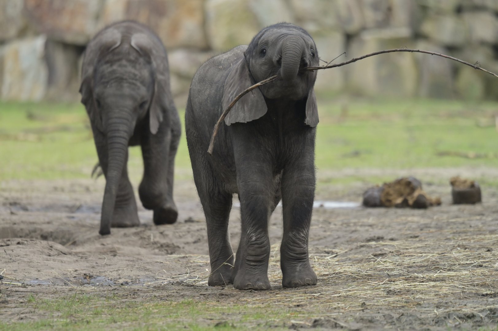 African bush elephant (Loxodonta africana)