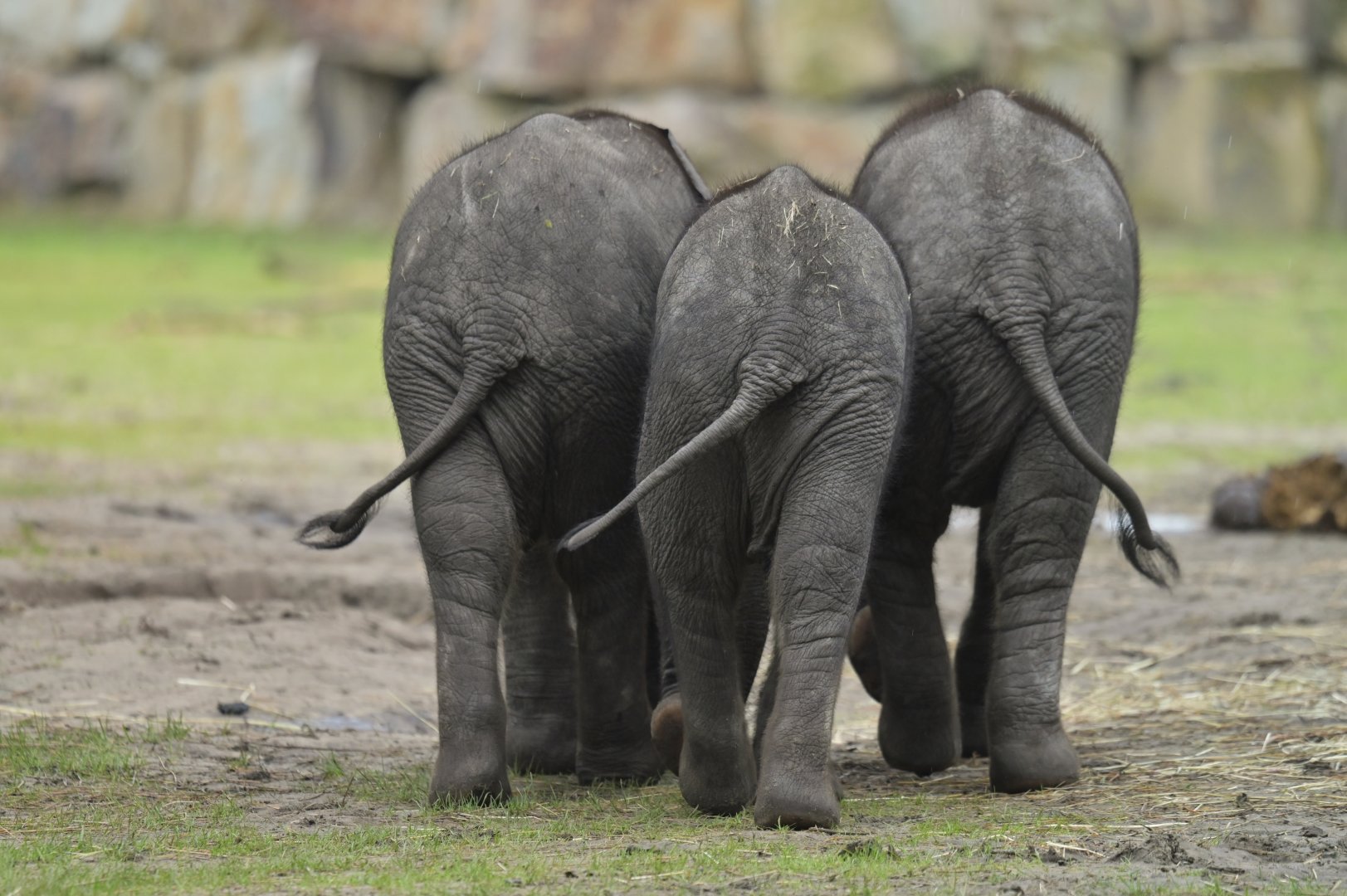 African bush elephant (Loxodonta africana)