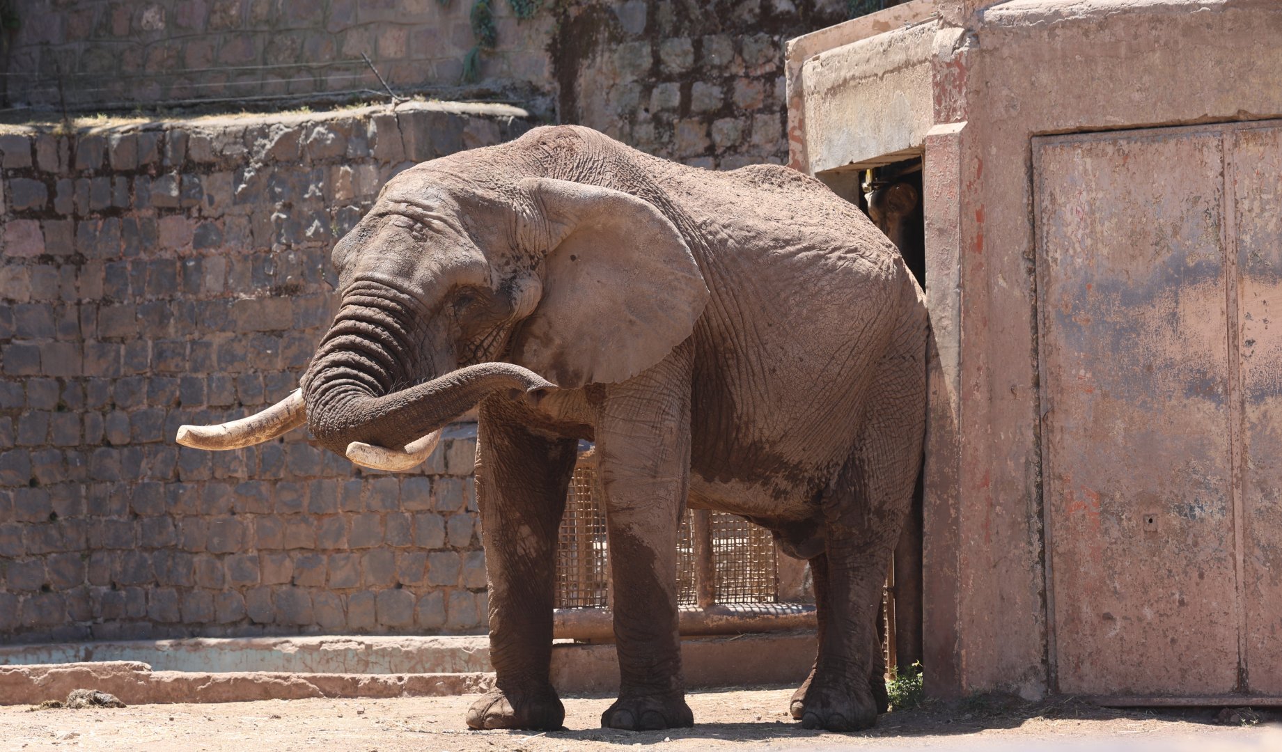 African bush elephant (Loxodonta africana)