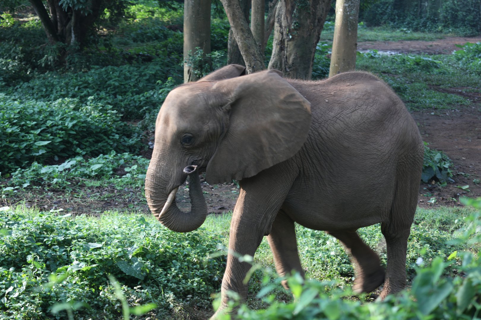 African bush elephant (Loxodonta africana)