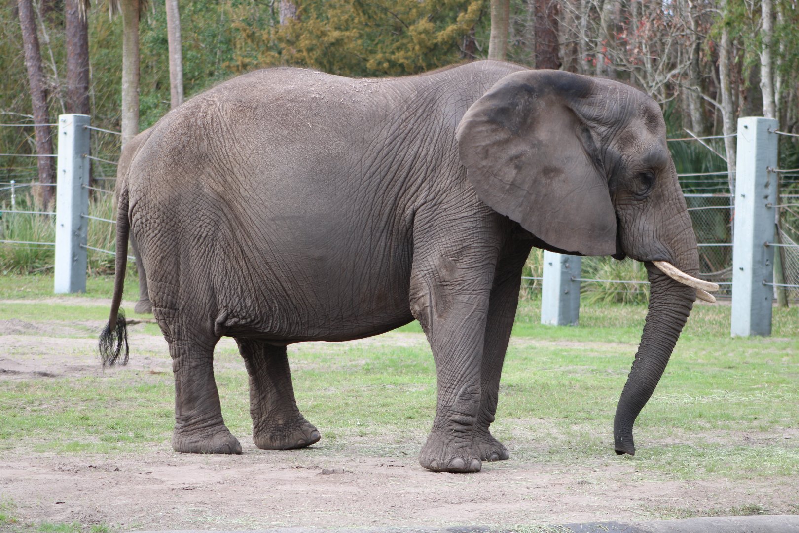 African Bush Elephant (Loxodonta africana)