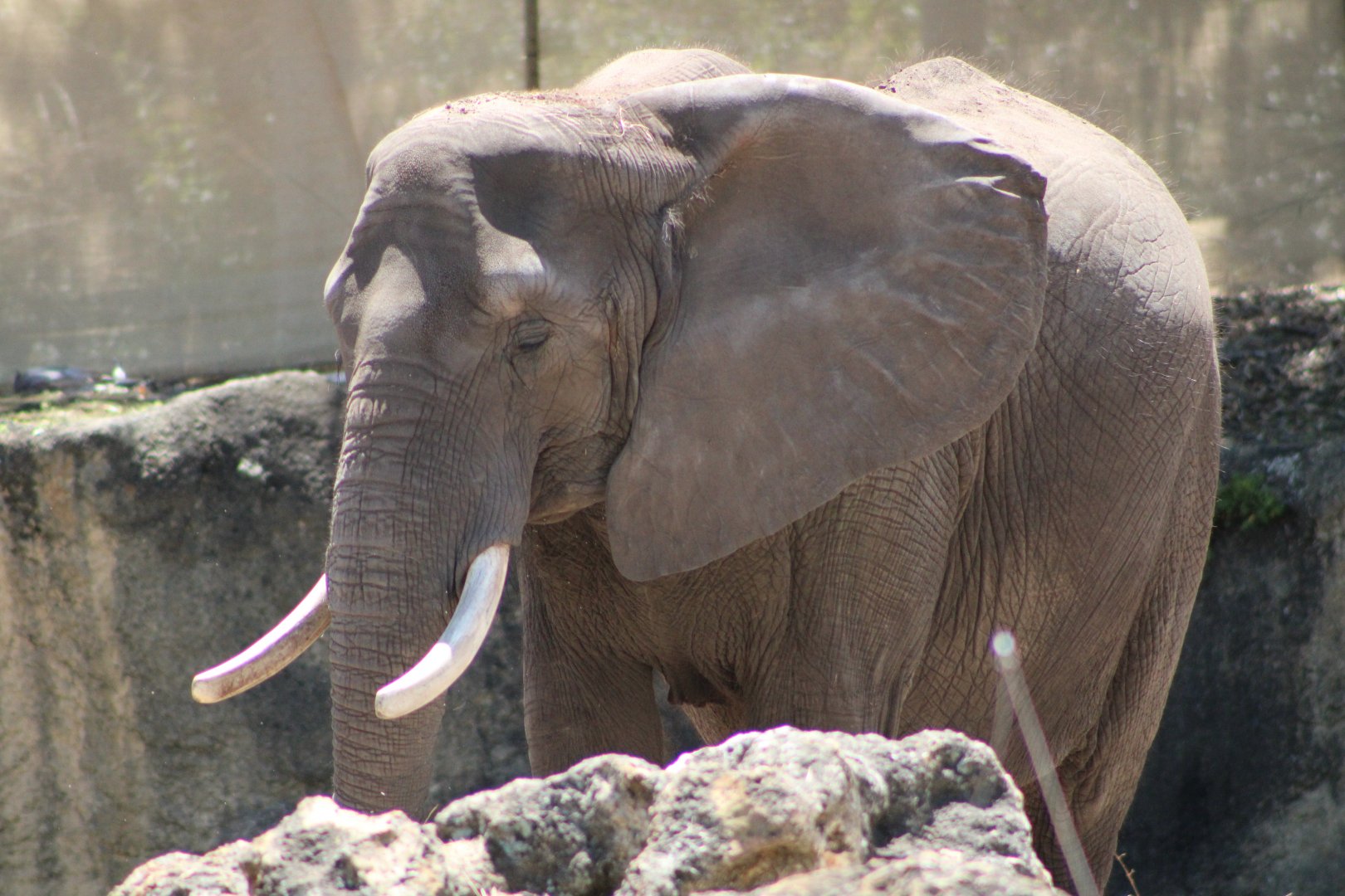 African Bush Elephant (Loxodonta africana)
