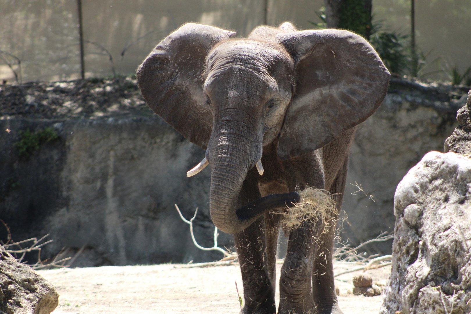 African Bush Elephant (Loxodonta africana)
