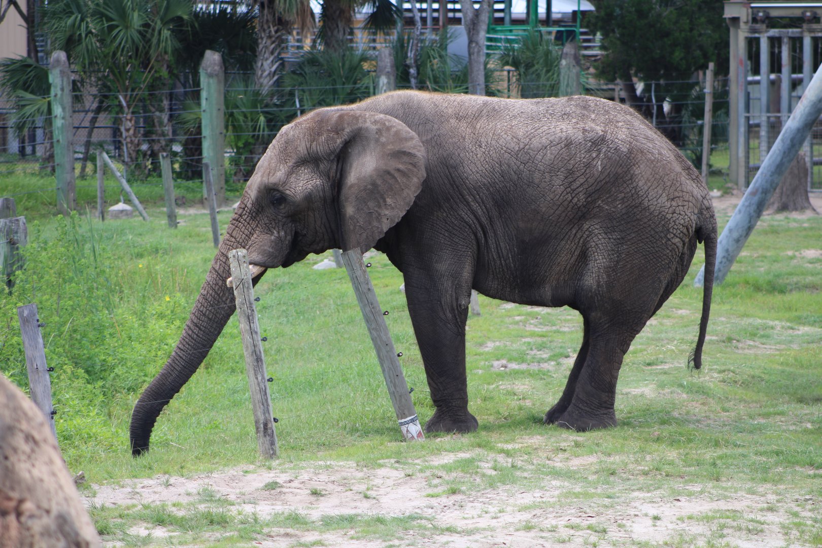 African Bush Elephant (Loxodonta africana)