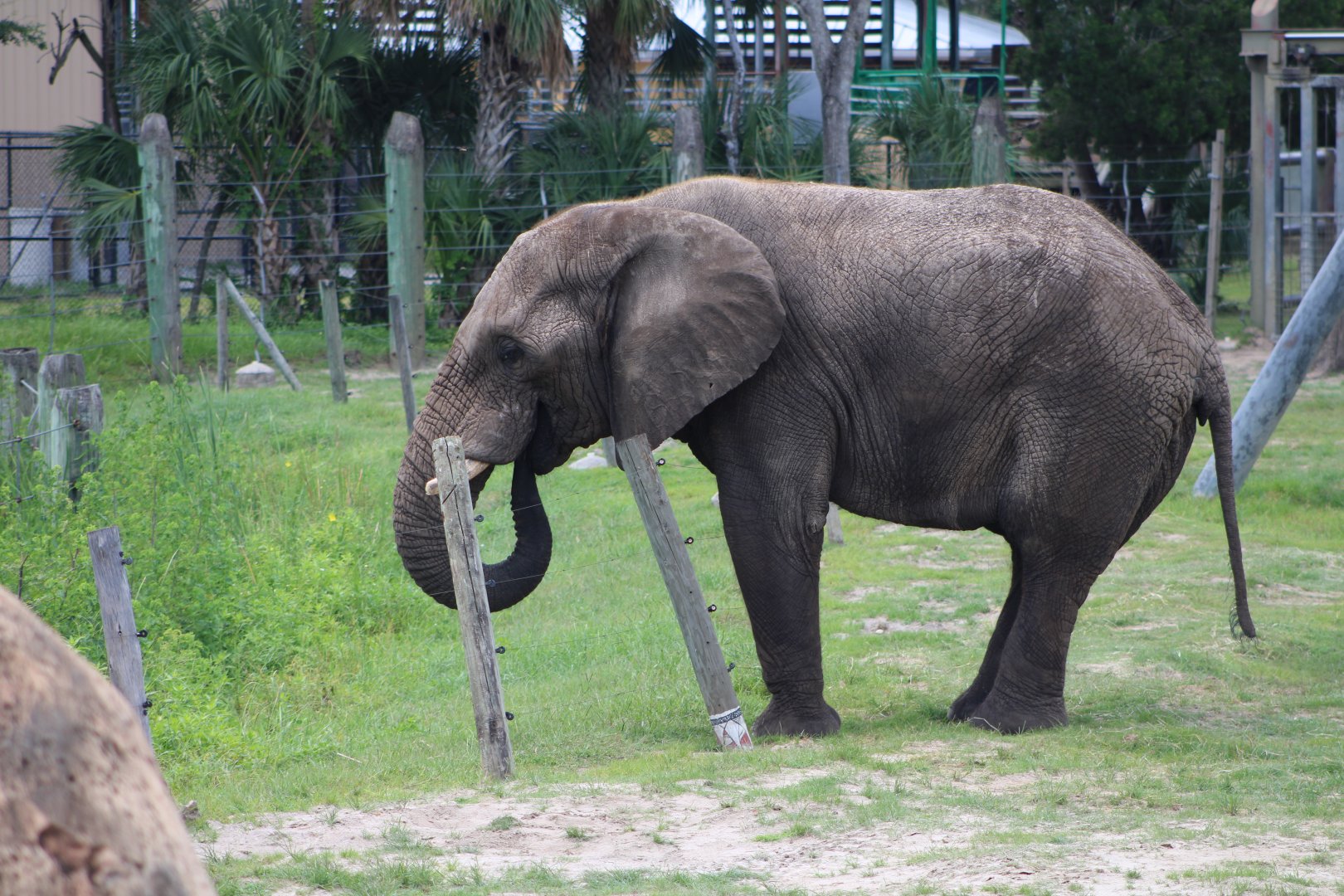 African Bush Elephant (Loxodonta africana)