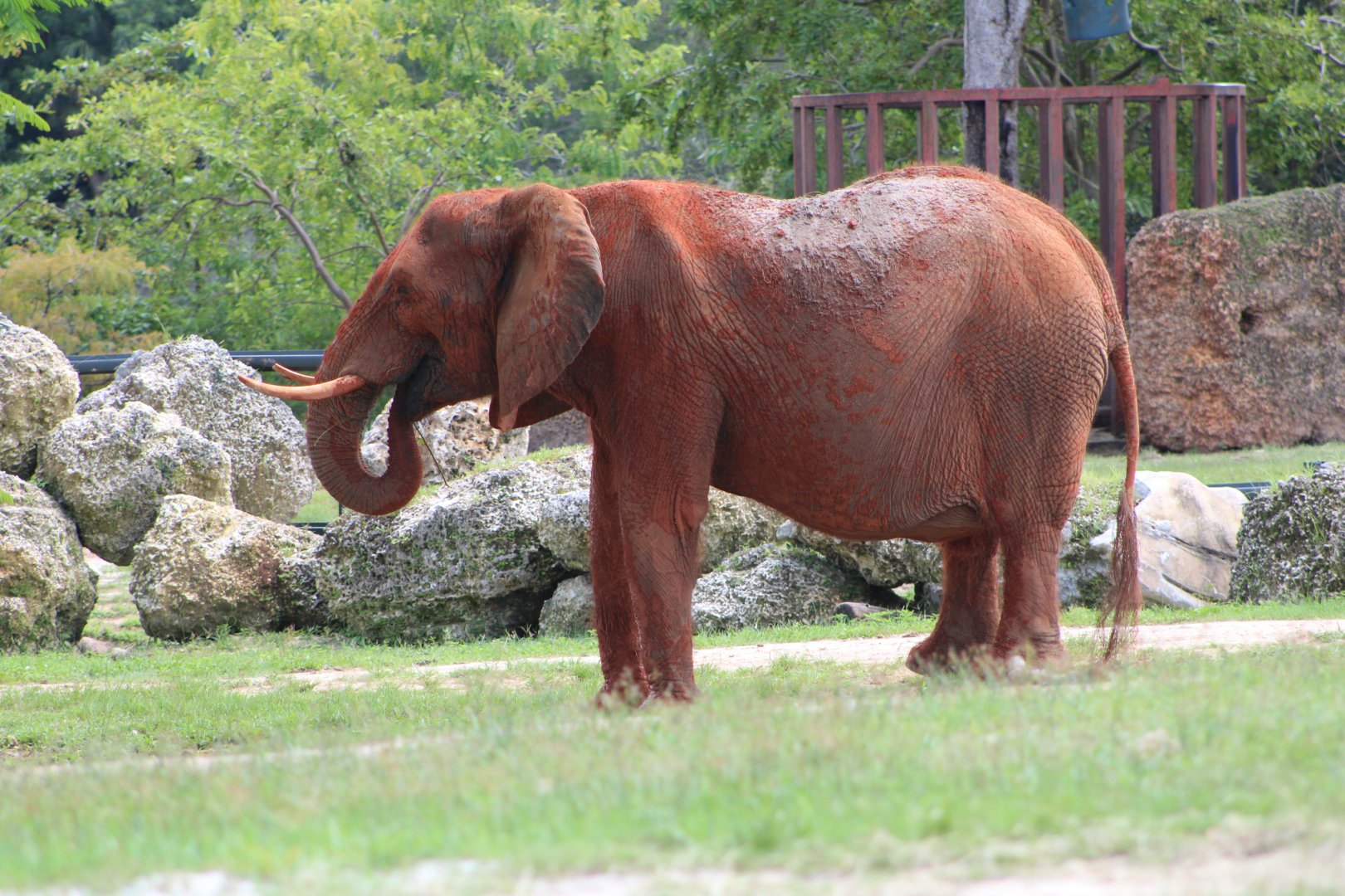 African Bush Elephant (Loxodonta africana)