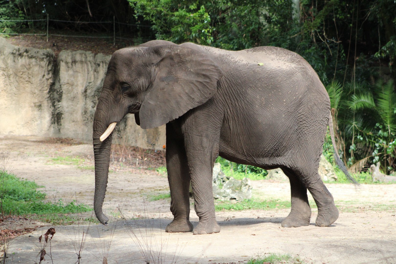 African Bush Elephant (Loxodonta africana)