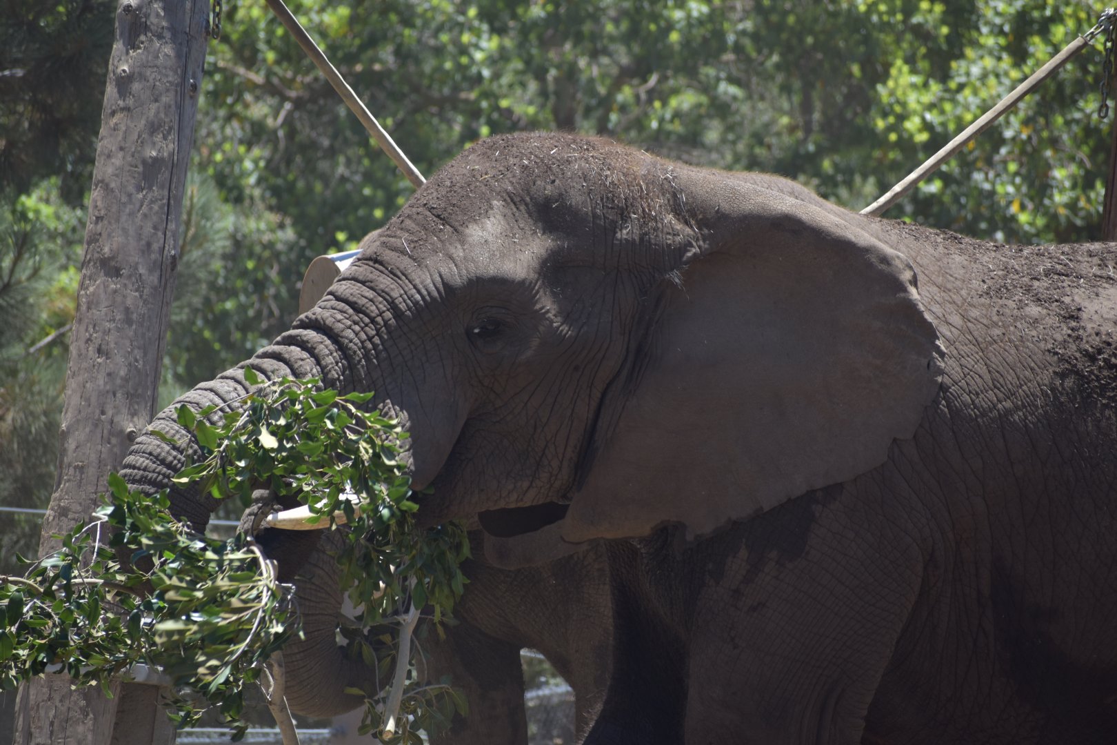 African Bush Elephant Meal
