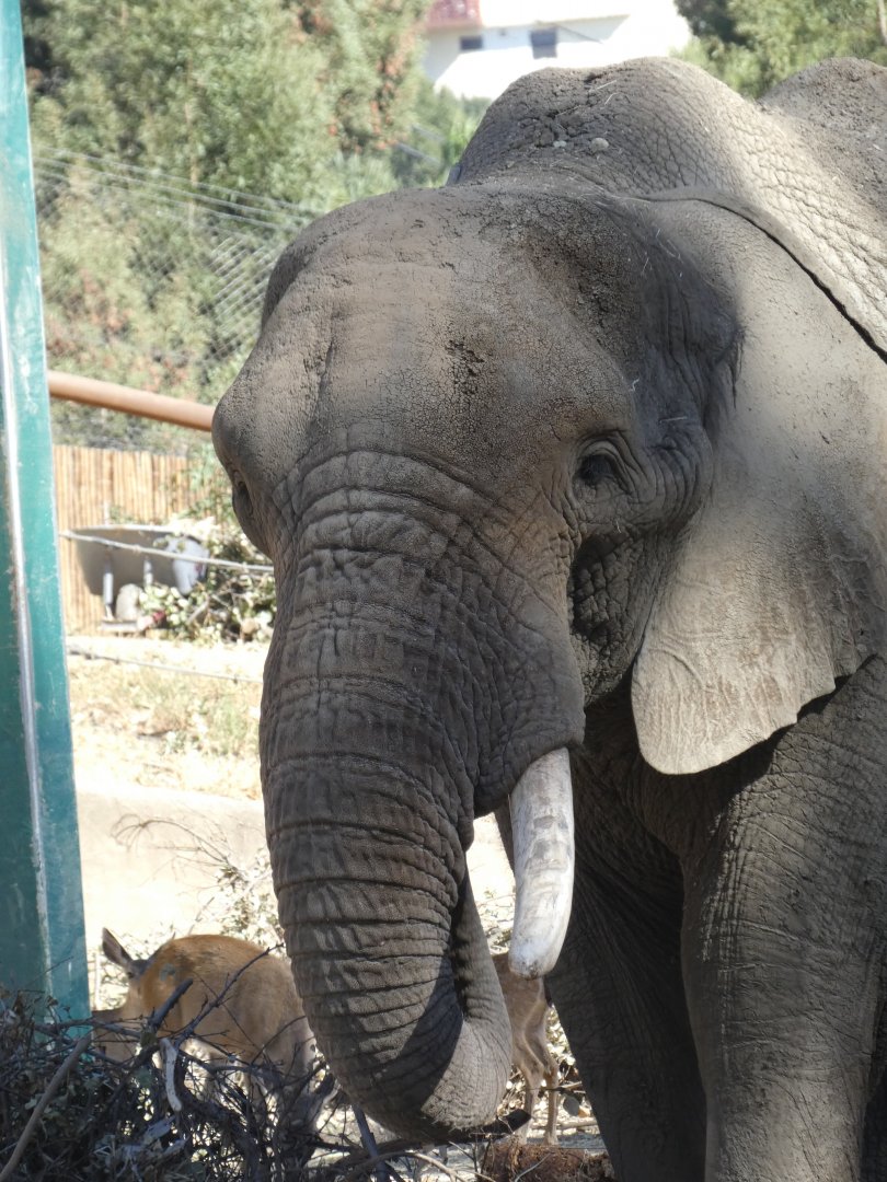African bush elephant "Osh"