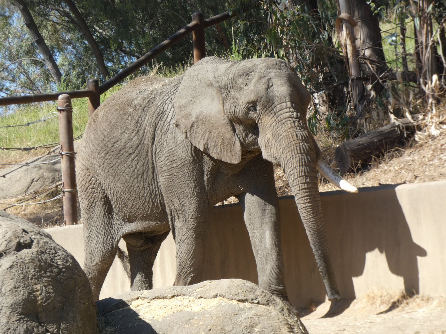 African bush elephant "Osh"