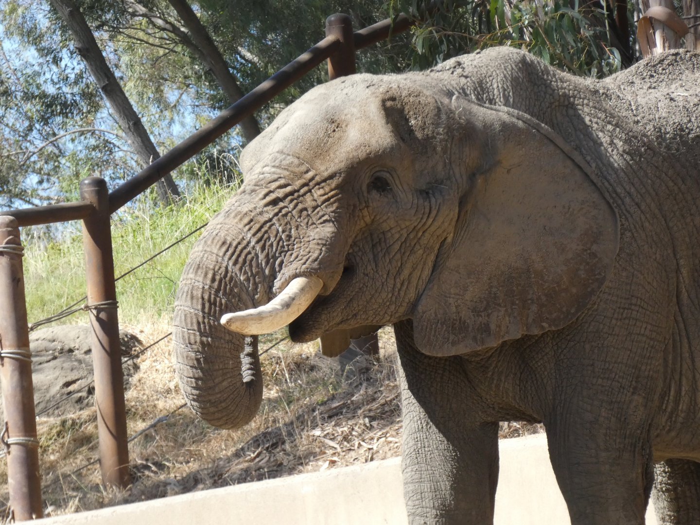 African bush elephant "Osh"