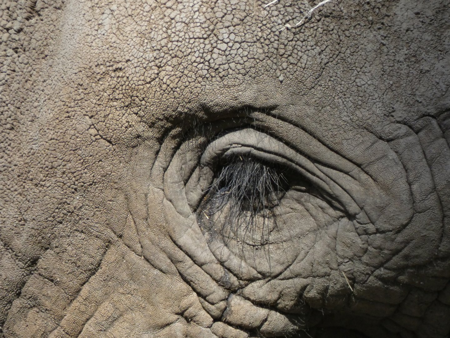 African bush elephant "Osh"