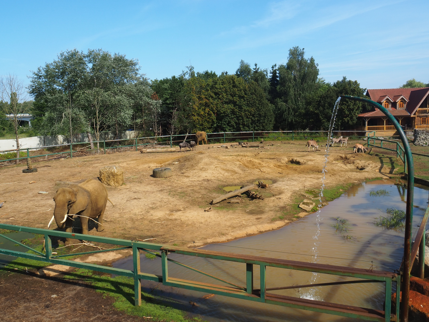 African bush elephant paddock, 2019-08-04
