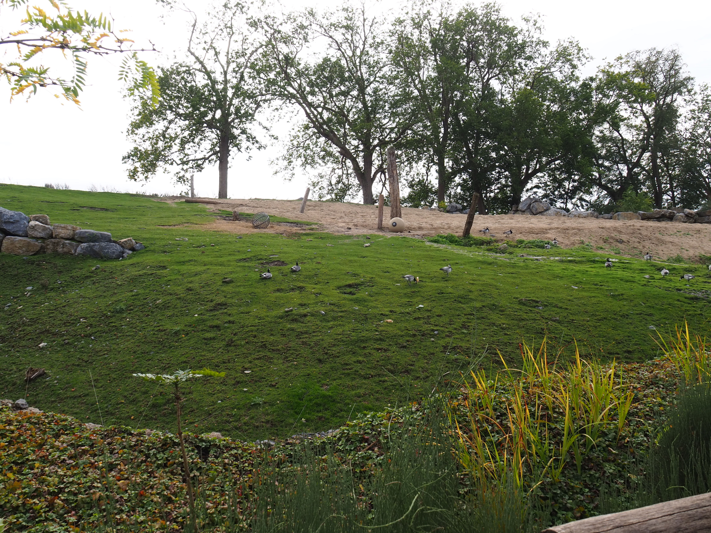 African bush elephant paddock, 2019-10-04