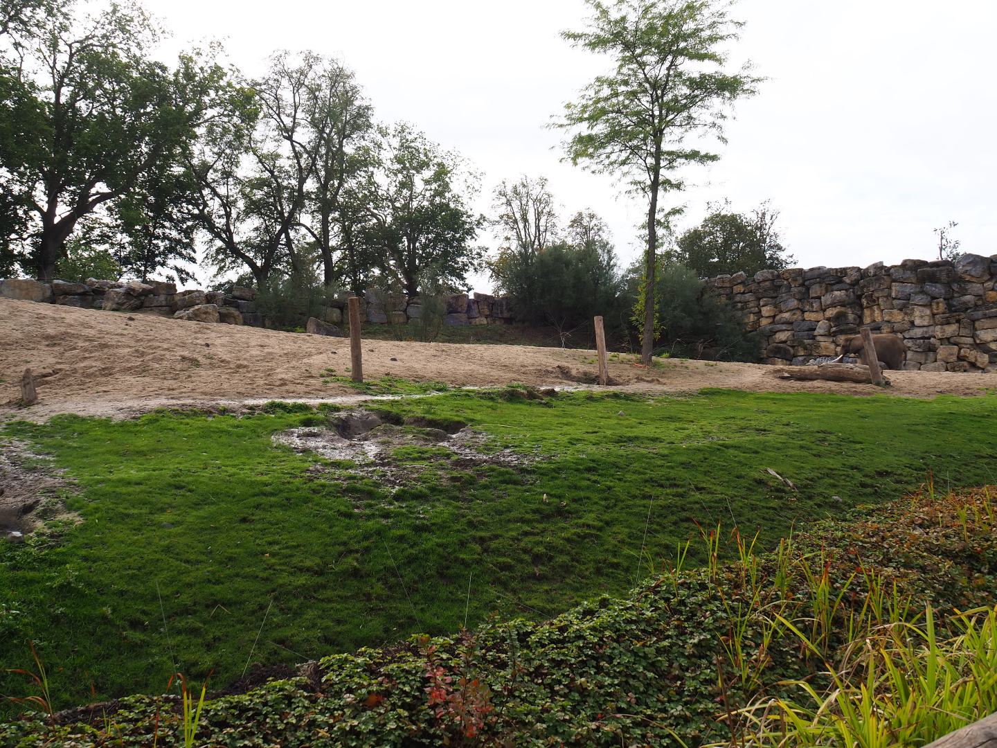 African bush elephant paddock, 2019-10-04