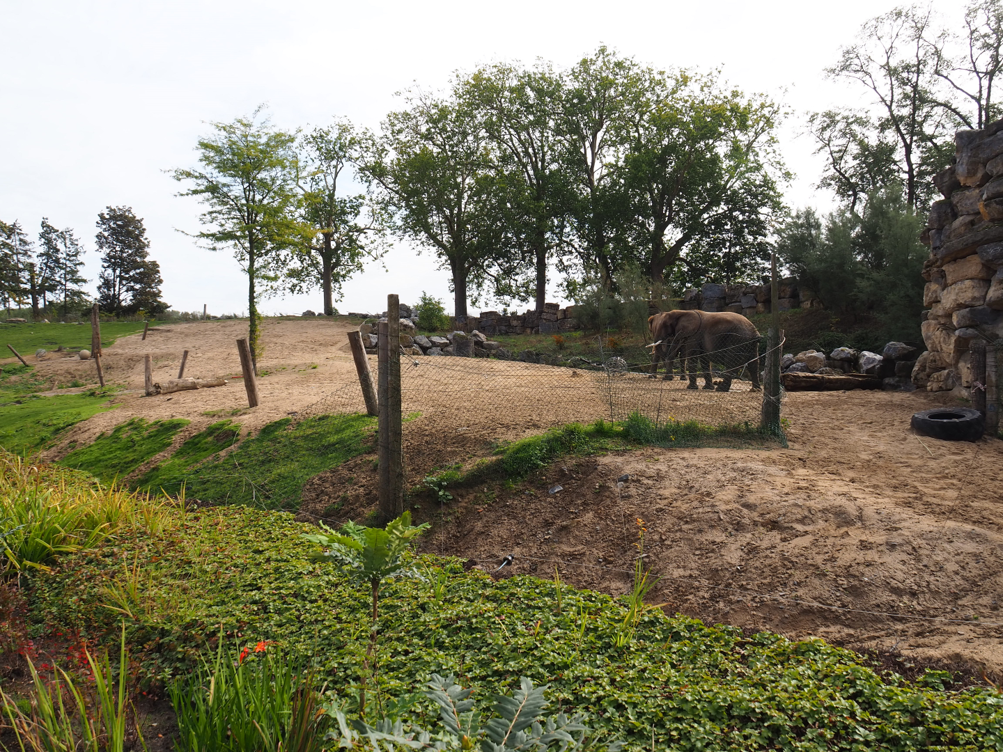 African bush elephant paddock, 2019-10-04