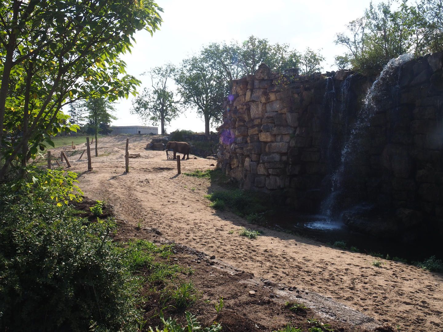 African bush elephant paddock, 2020-09-02