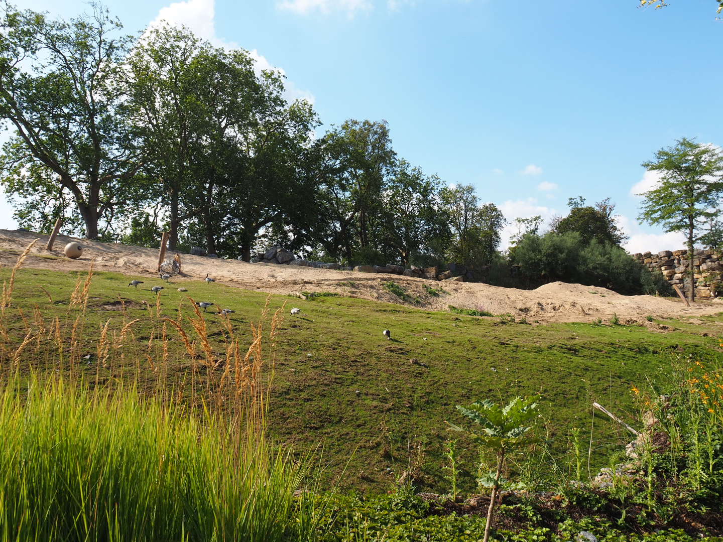 African bush elephant paddock, 2020-09-02