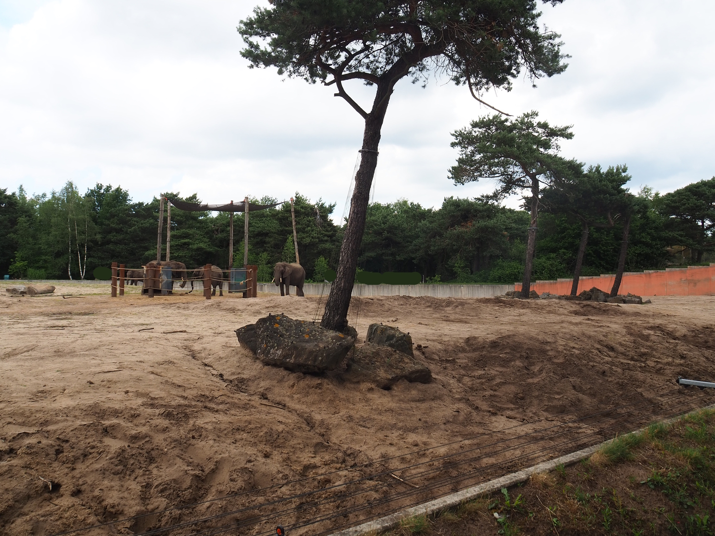 African bush elephant paddock, 2022-06-12