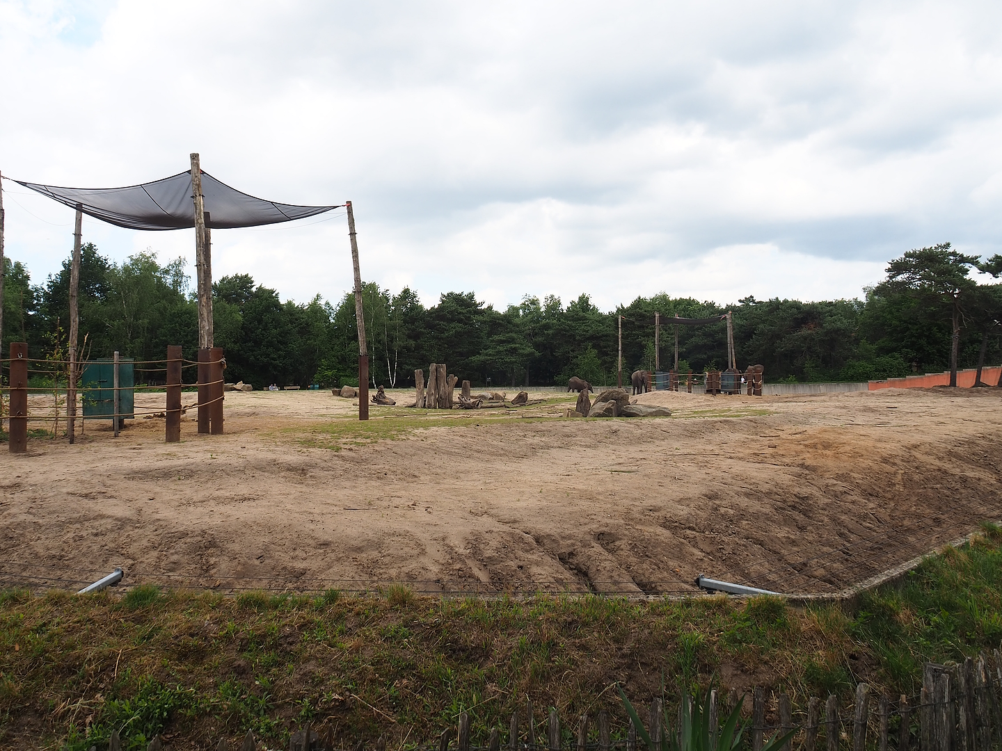 African bush elephant paddock, 2022-06-12