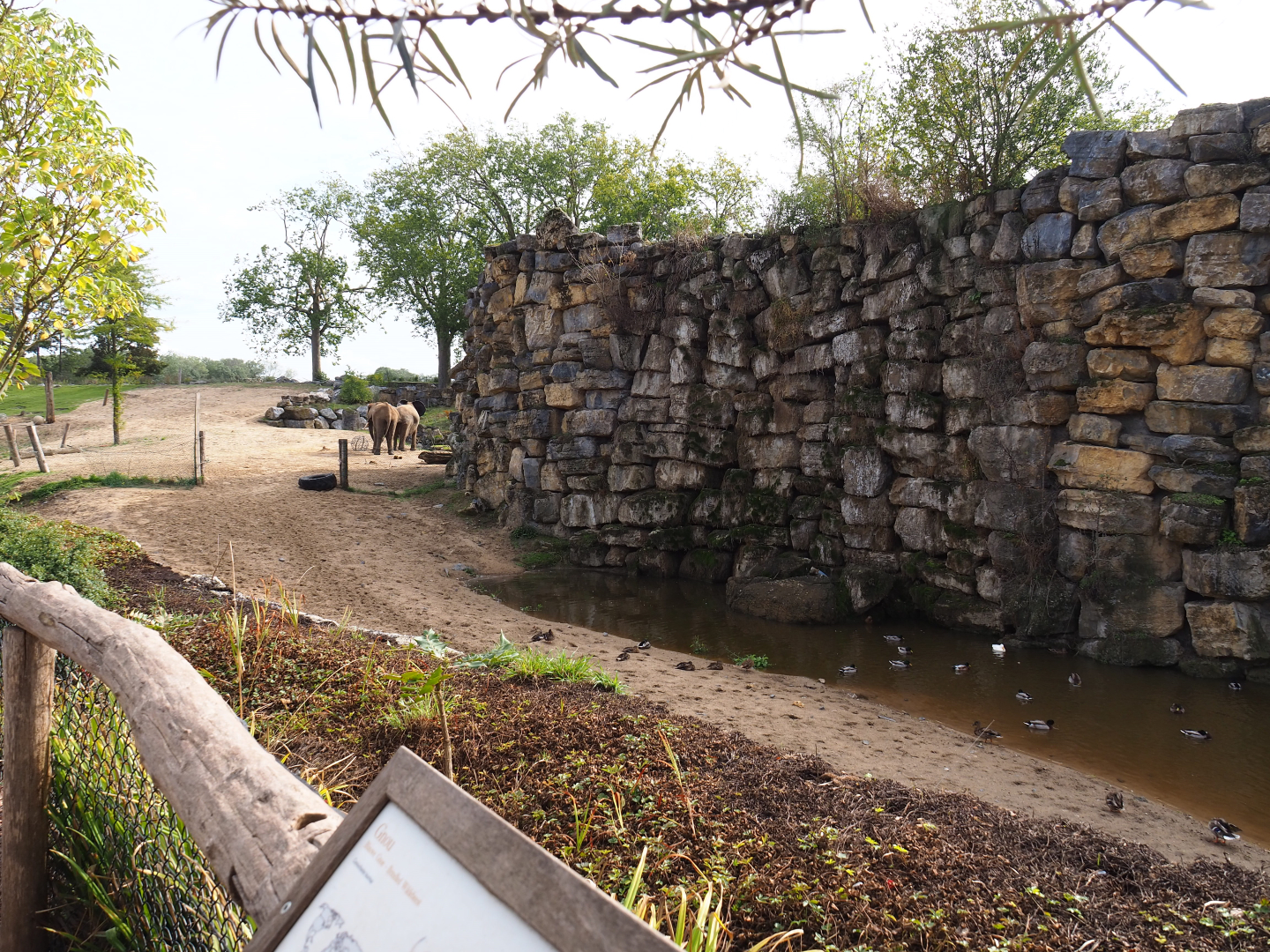 African bush elephant paddock and pool, 2019-10-04