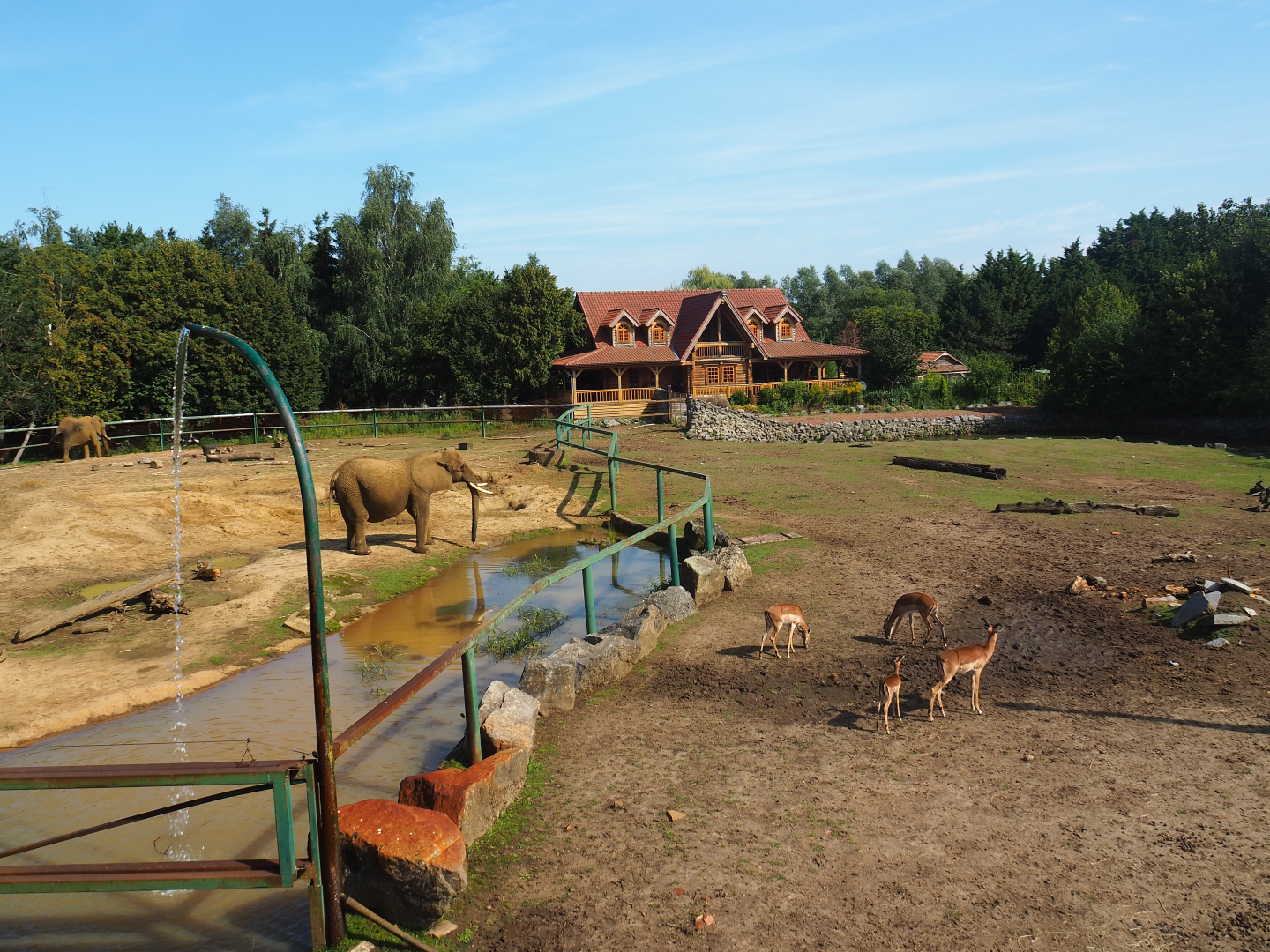 African bush elephant paddock and savanna exhibit, 2019-08-04