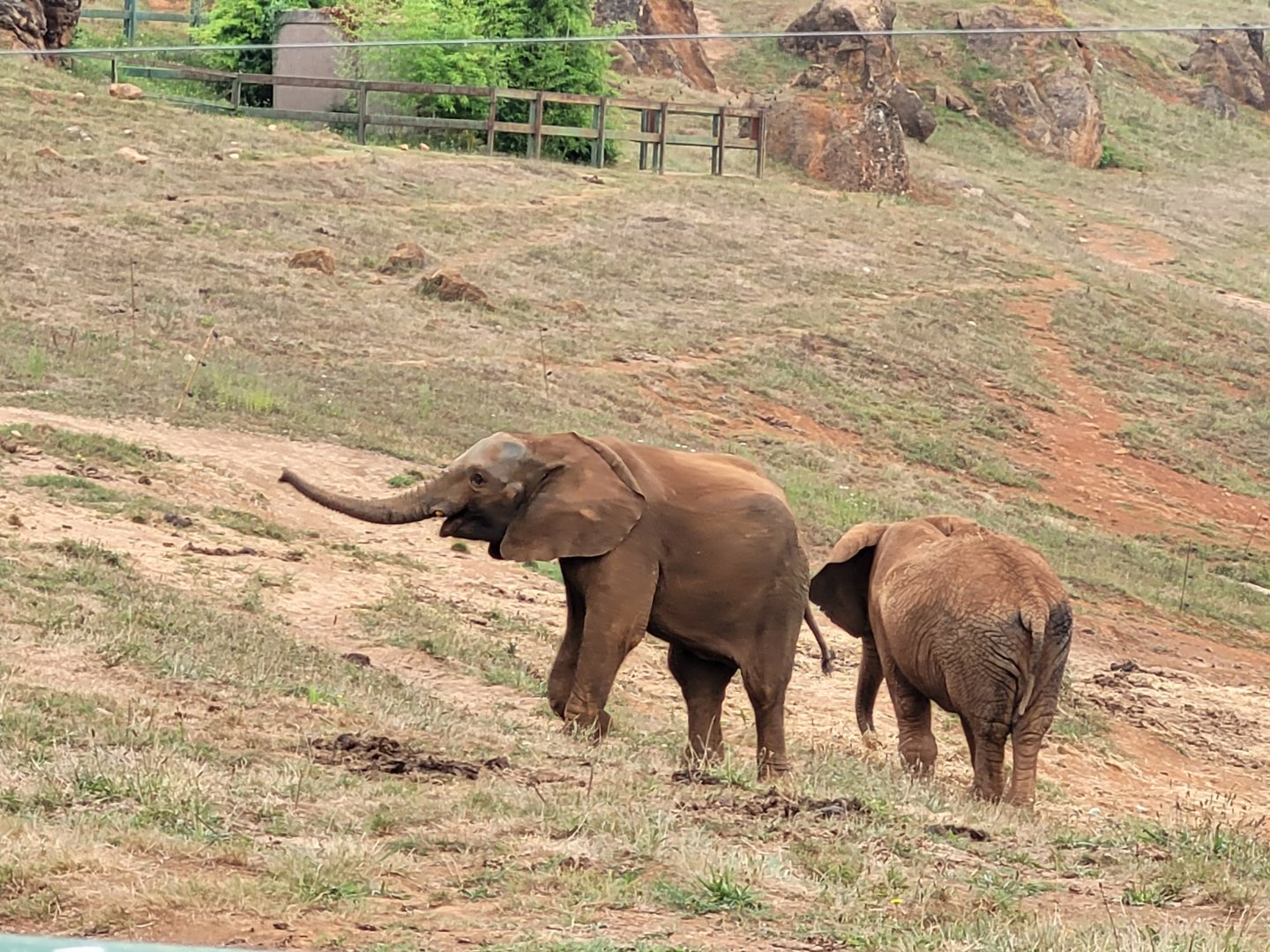 African bush elephant -Parque de la Naturaleza de Cabárceno (2022)