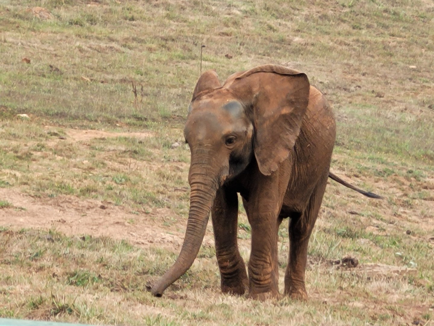 African bush elephant -Parque de la Naturaleza de Cabárceno (2022)