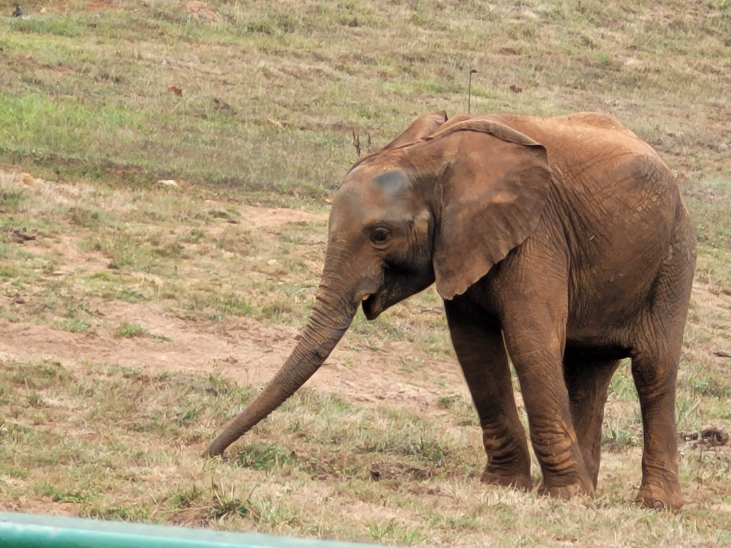 African bush elephant -Parque de la Naturaleza de Cabárceno (2022)