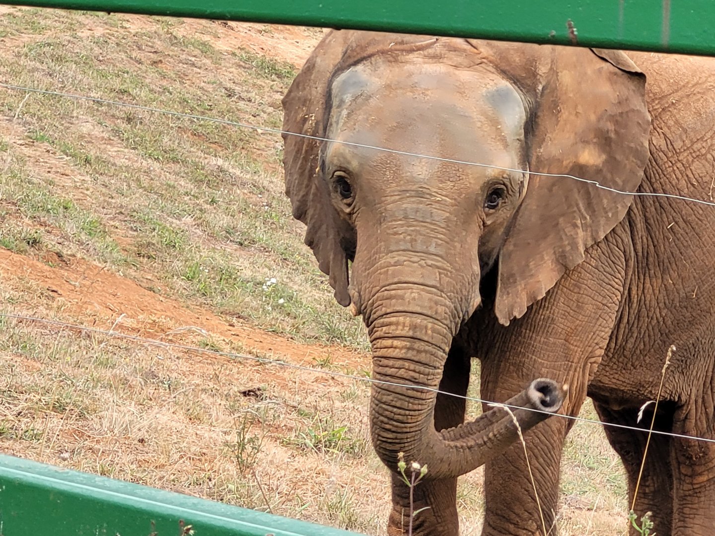 African bush elephant -Parque de la Naturaleza de Cabárceno (2022)