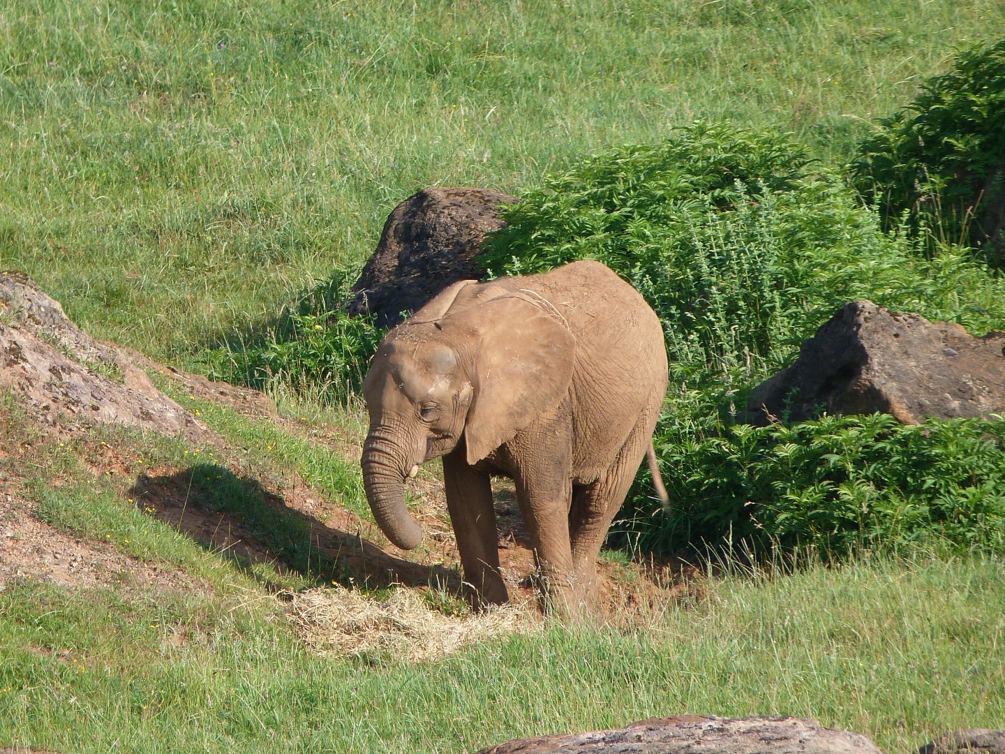 African bush elephant -Parque de la Naturaleza de Cabárceno (2025)