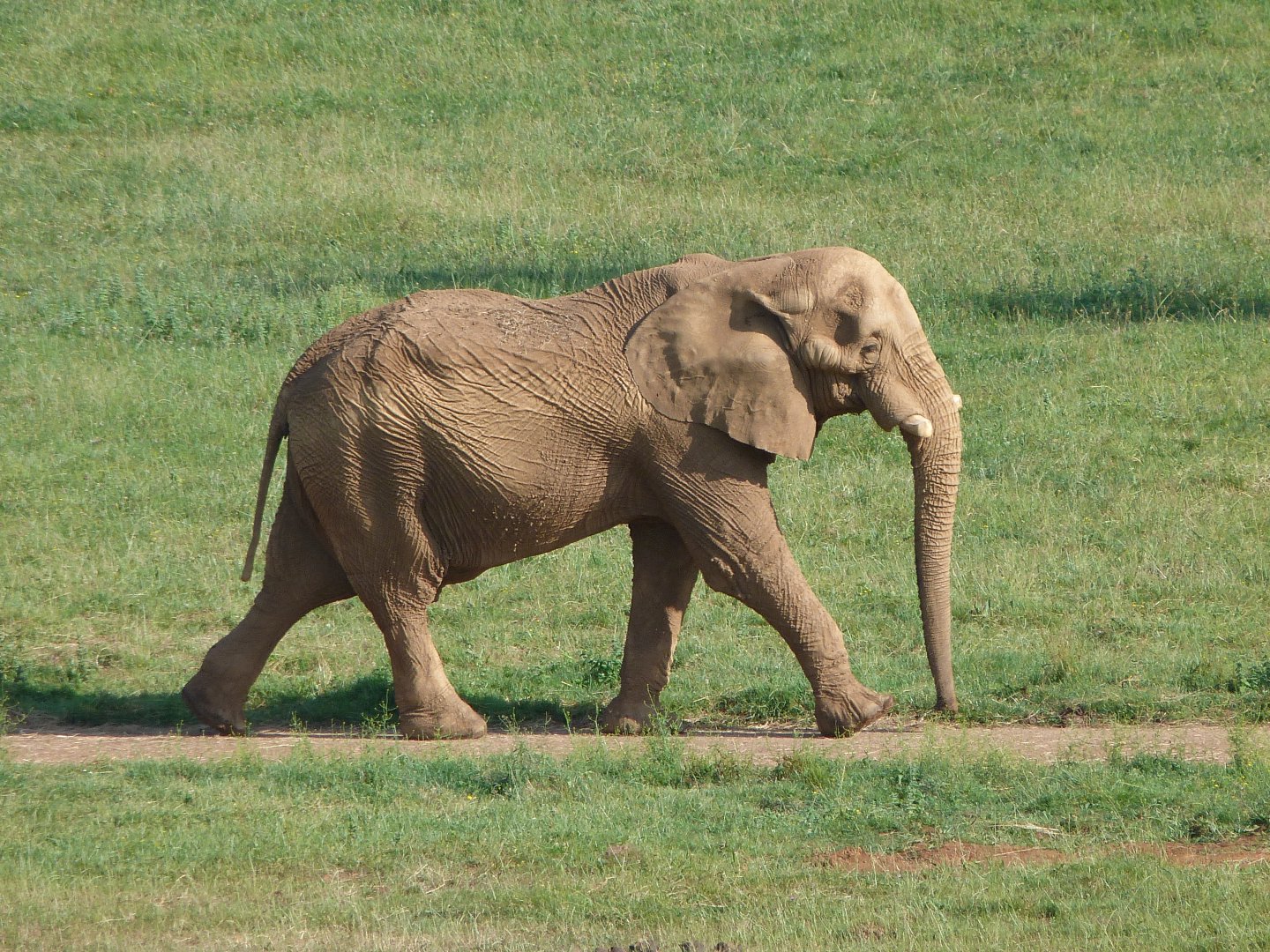 African bush elephant -Parque de la Naturaleza de Cabárceno (2025)