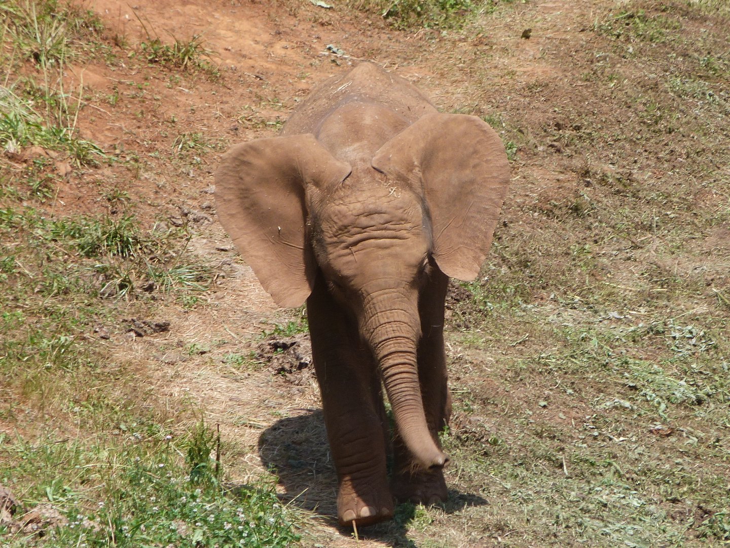 African bush elephant -Parque de la Naturaleza de Cabárceno (2025)