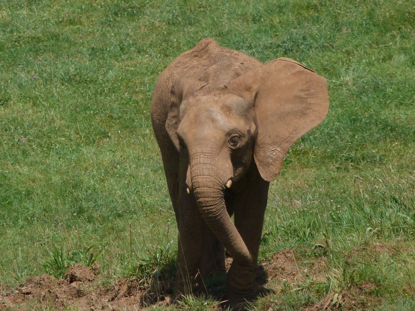 African bush elephant -Parque de la Naturaleza de Cabárceno (2025)
