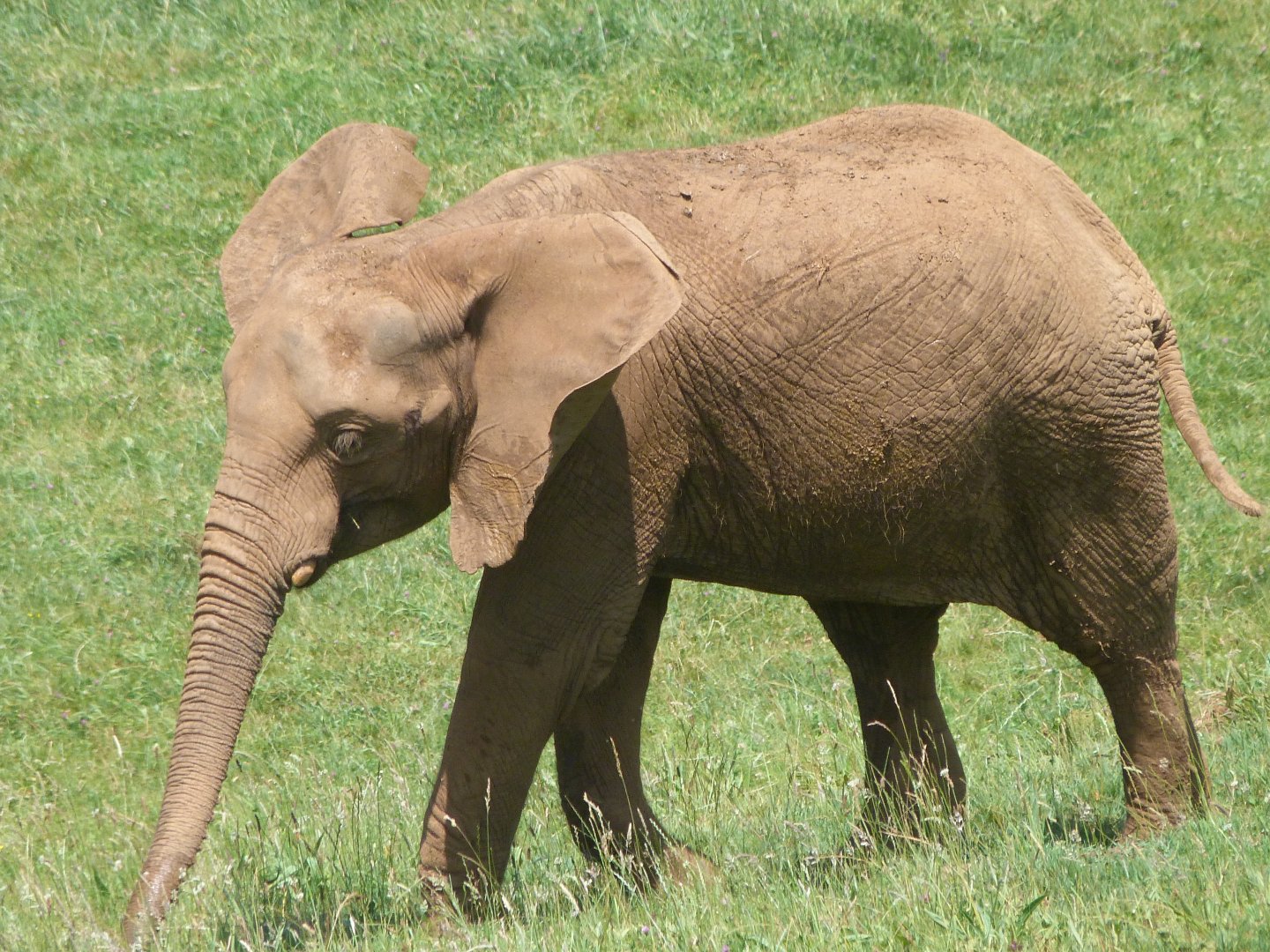 African bush elephant -Parque de la Naturaleza de Cabárceno (2025)