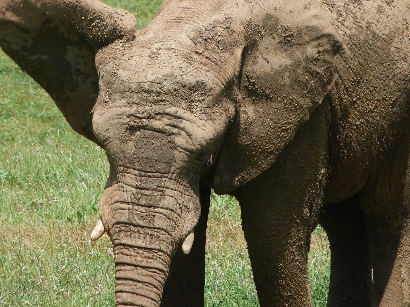 African bush elephant -Parque de la Naturaleza de Cabárceno (2025)