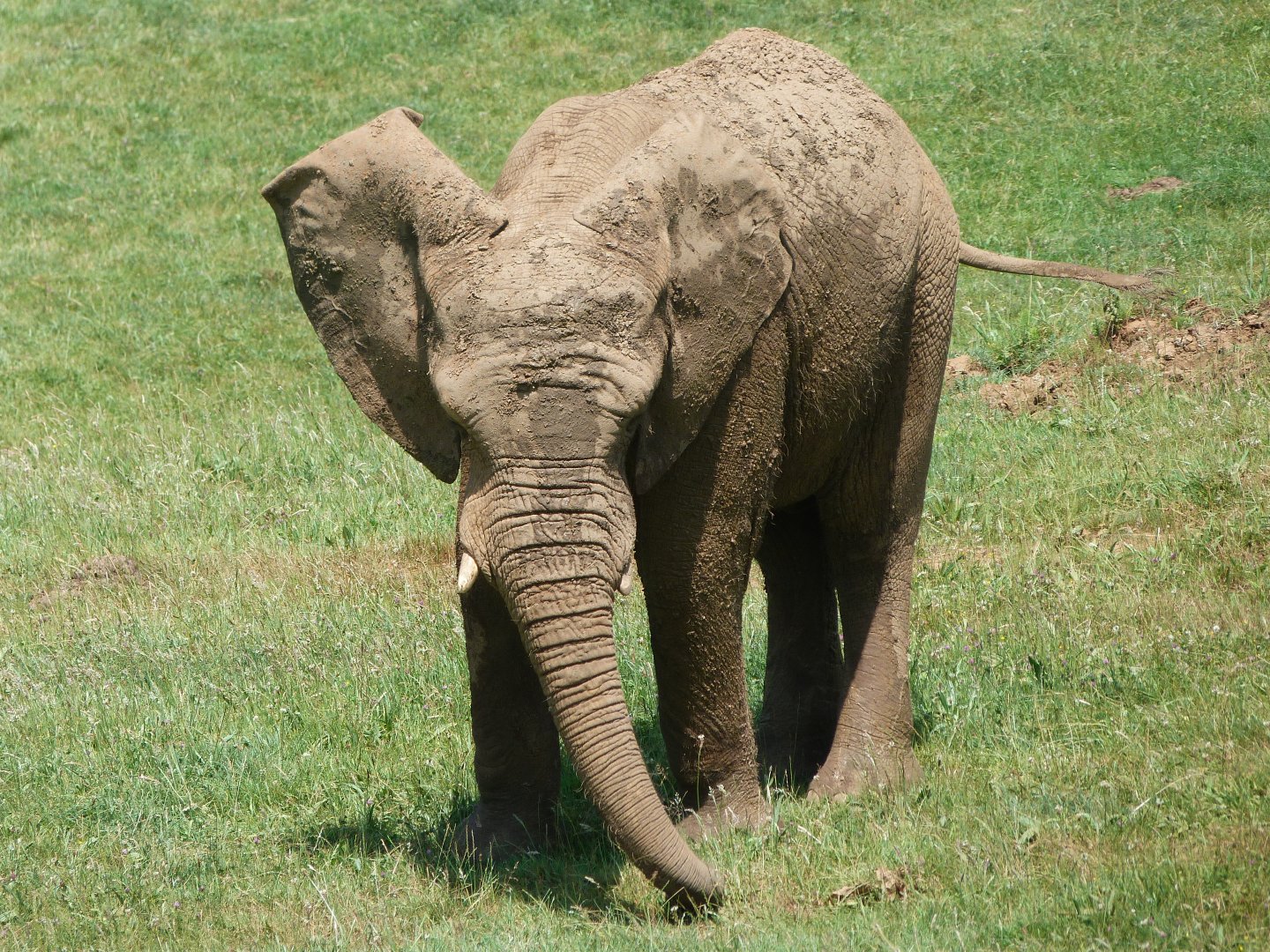 African bush elephant -Parque de la Naturaleza de Cabárceno (2025)