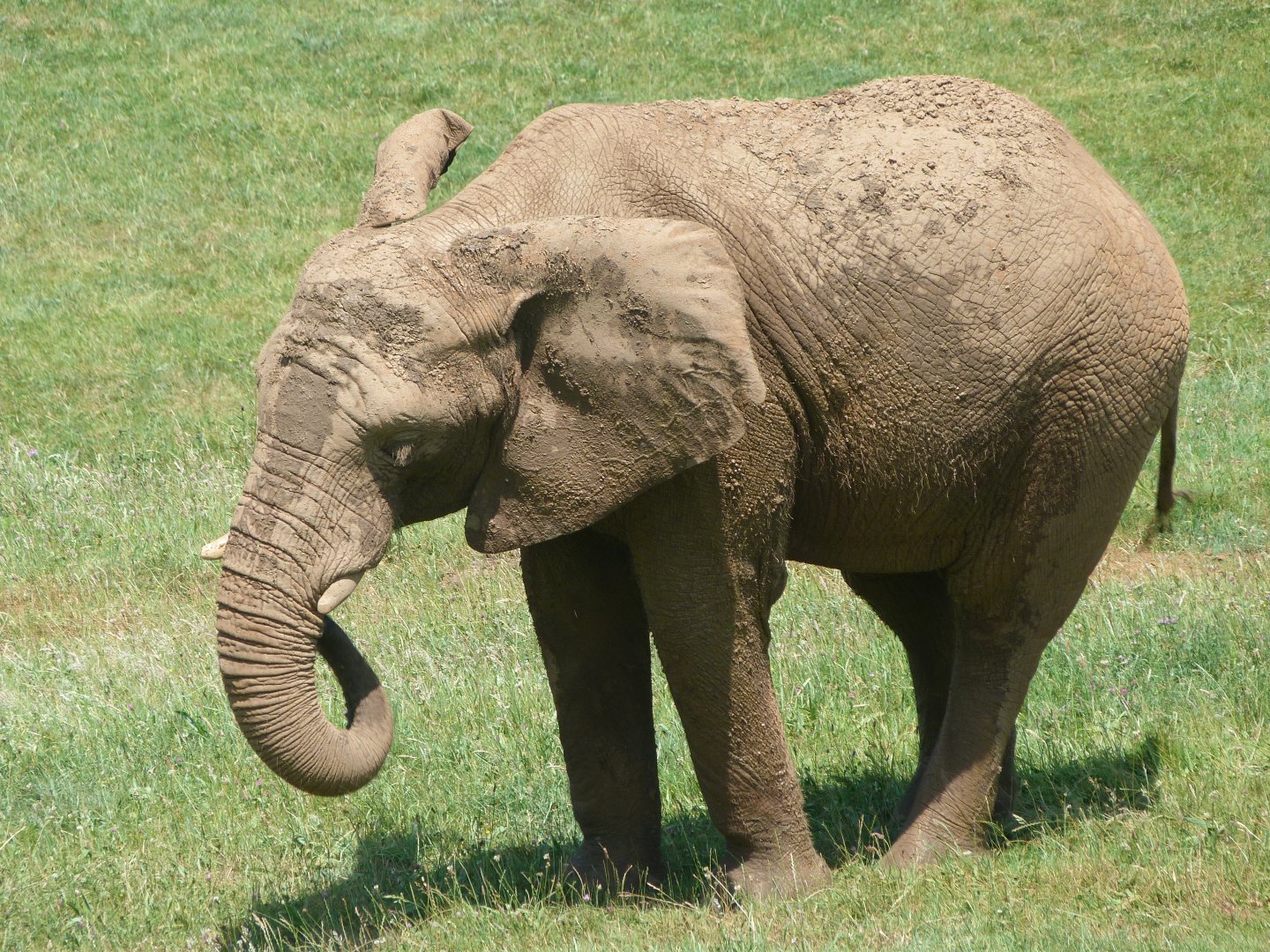 African bush elephant -Parque de la Naturaleza de Cabárceno (2025)