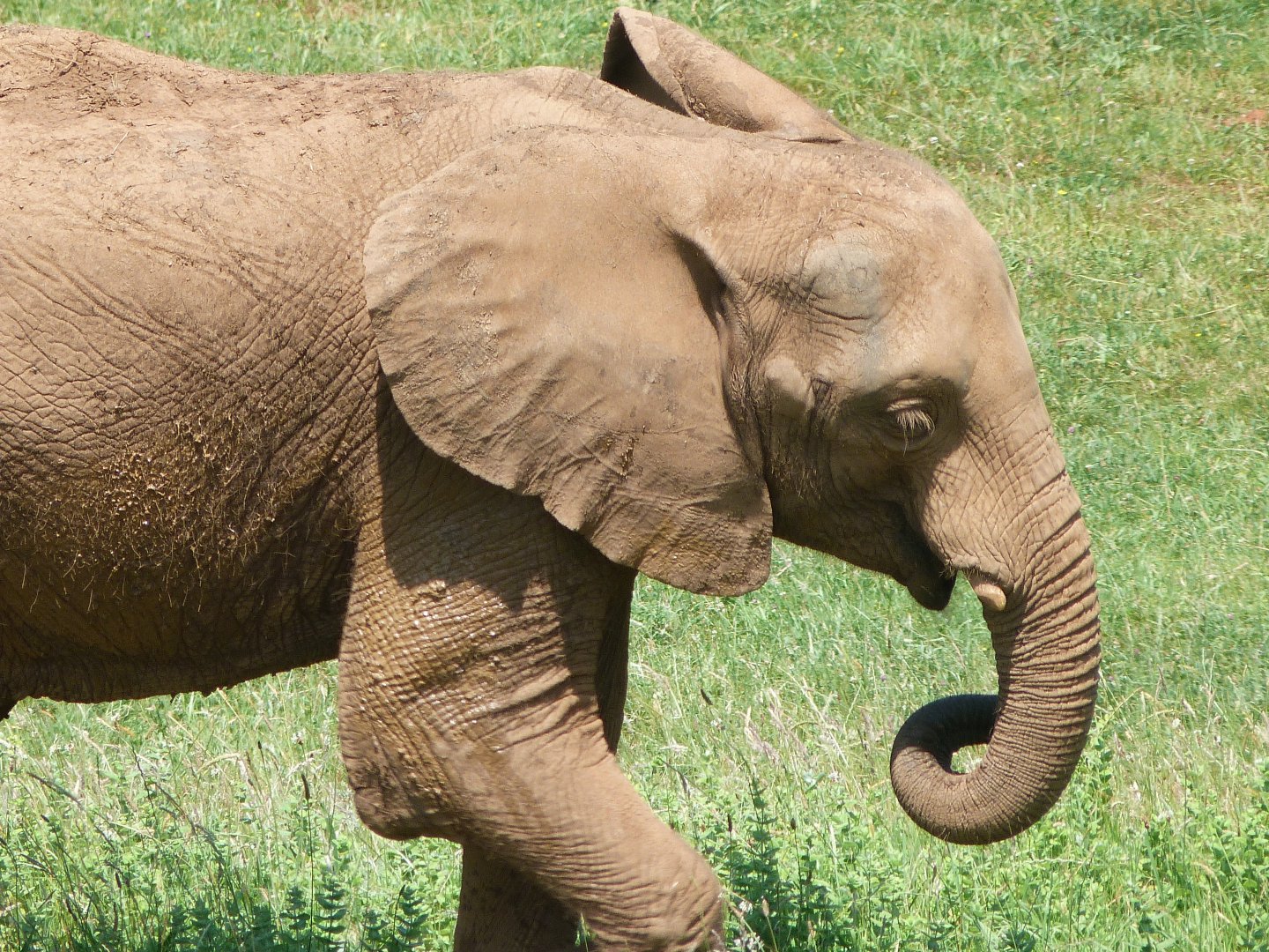 African bush elephant -Parque de la Naturaleza de Cabárceno (2025)